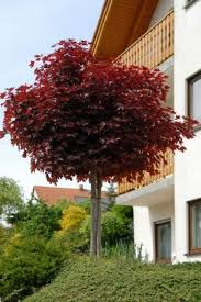 acer platanoides crimson sentry tuin tuinplanten bomentuin