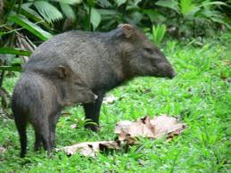 Image result for Pancovia holtzii