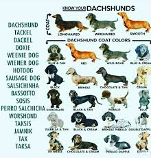 Dachshund Weenie Dogs Wiener Dog Dachshund