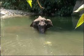 Baby elephant fah sai splashes around at elephant retirement park in phuket. Kerala Elephant Death Pregnant Jumbo Ate Crackers Filled Coconut All We Know So Far