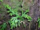 Image result for Selaginella cathedrifolia