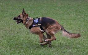 Canil De Mastim Napolitano Em Sp Pin Em Pastor Alemao