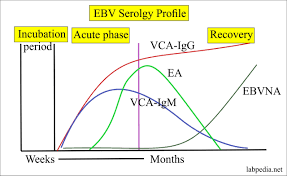 Most people are infected by the virus as children, when the disease produces few or no symptoms. Epstein Barr Virus Ebv Infectious Mononucleosis Labpedia Net