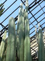 A muchos de nosotros los cactus pequeños nos resultan muy bonitos y muy económicos. Pachycereus Marginatus Wikipedia La Enciclopedia Libre