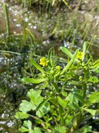 Image result for Ranunculus sceleratus