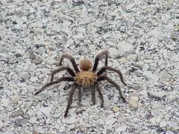 Big Black And White Spider Texas Scsc Tarantulas Tarantula Interesting Animals Spider
