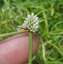 Image result for Cyperus dubius