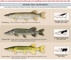 Muskie Pike Or Pickerel Maine Open Water And Ice Fishing
