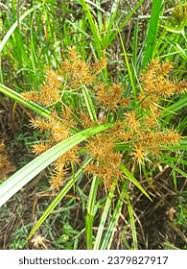 Image result for Scleria racemosa