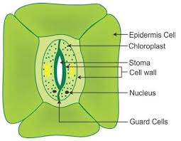 If the blood is too dilute, the rbcs shrink in size while they swell up and even burst if the blood is concentrated. Selina Icse Solutions Class 10 Biology Biology Biology Class Solutions