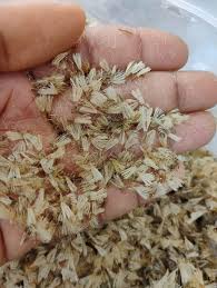 Image result for Vernonia amygdalina