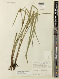 Image result for Diplacrum africanum