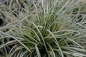 White Variegated Japanese Sedge Landscaperesource Com Japanese Sedge Variegated Plants Evergreen Grasses