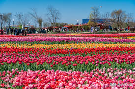 2020 top things to do in yancheng. The First Sea Of Tulips In China Over 3 000 Acres And More Than 30 Million Tulips Are In Full Bloom In Yancheng Dafeng Inews
