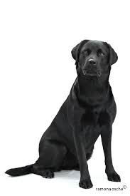Black Lab Png Free Black Lab Png Transparent Images 44982 Pngio Black lab weathervane icon, png clipart image | iconbug.com.
