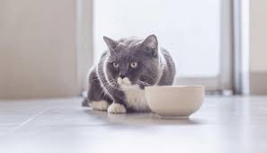 Can a cat eat black beans? Can Cats Eat Vegetables My British Shorthair