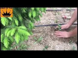 Bahce Dikimi Nasil Yapilir Domates Biber Salatalik Youtube