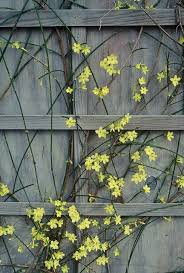 Plant Of The Month Winter Flowering Jasmine Huge collection, amazing choice, 100+ million high quality, affordable rf and rm images. winter flowering jasmine