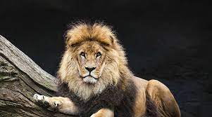 Panthera)، وهو يُعد ثاني أكبر السنوريات في العالم بعد الببر، حيث تفوق كتلة الذكور الكبيرة منه 250 كيلوغراما (550 رطلًا). Qhjwcvgmpm2mem