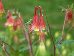 Maybe you would like to learn more about one of these? 10 Northern Virginia Native Plants Ideas Native Plants Plants Northern Virginia