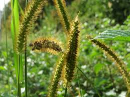 Image result for Setaria pumila