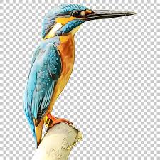 You Know I Had To Do It To Em Transparent Background Kingfisher Png Image With Transparent Background Kingfisher Beautiful Birds Png Images