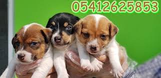 jack russell terrier teriyer