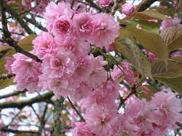 We did not find results for: Kwanzan Cherry Tree Flowering Cherry Tree Japanese Flowering Cherry Pink Dogwood Tree