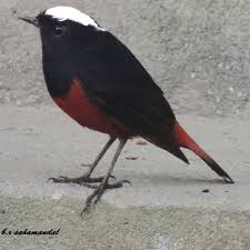 Birds That Start With Red White Capped Water Red Start Gangtok Sikkim Sikkim Gangtok Birds