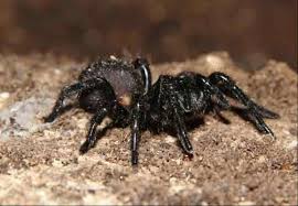Spiders can help control another annoying pest spiders can eliminate other spiders try to avoid all different scenarios where you may be attracting other bugs inside the home. How To Get Rid Of Spiders Masters Pest Control Sydney