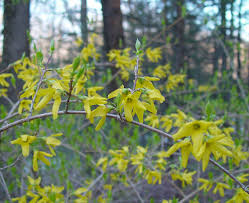 Forsythia Suspensa Weeping Forsythia Go Botany