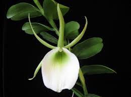 Image result for Angraecum infundibulare