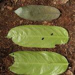 Image result for Diospyros gabunensis