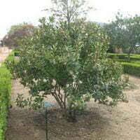 Image result for Acokanthera oblongifolia