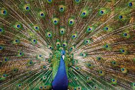 Meet the birds of sylvan heights bird park. Day Trip A Trip To Sylvan Heights Bird Park Carolina Parent