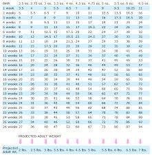 Toy Poodle Weight Chart Simons Poodles