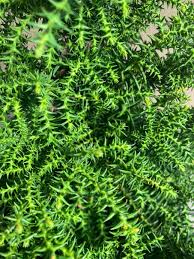 Image result for Cryptocarya woodii