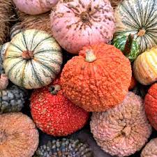 Save more with subscribe & save. Identifying And Choosing The Best Types Of Pumpkins