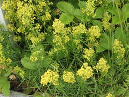 Image result for Galium simense