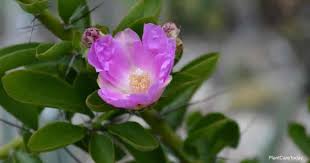 Place the pot in a window with indirect, bright light. Pereskia Rose Cactus Care Growing The Barbados Gooseberry