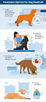 Dog Dandruff Causes Signs Treatments Canna Pet Dog Dandruff Pets Treatment