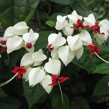 Phương quốc san, hồ phong, la lan, lý lâm lâm, khương. Hoa Thien Ly Cay Xanh Gia Huy