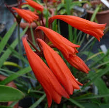 Image result for Cyrtanthus rhodesianus