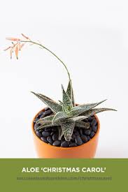 However, there are a few problems when it comes to watering which seems to be the main factor for maintaining it in good. Aloe Christmas Carol Succulents And Sunshine Red Succulents Succulents Types Of Succulents