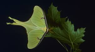 She is perhaps most known for her appearance in lego racers. 5 Cool Things You Didn T Know About Moths But Should
