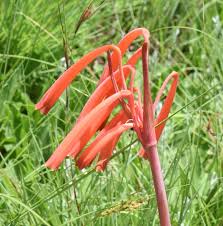 Image result for Cyrtanthus rhodesianus