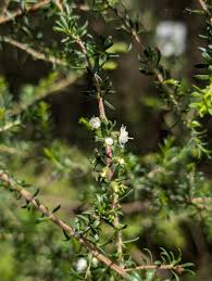 Image result for Annickia ambigua