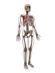 Maybe you would like to learn more about one of these? View Of Human Ribs Medical Illustration Computer Artwork Stock Photo 160288236