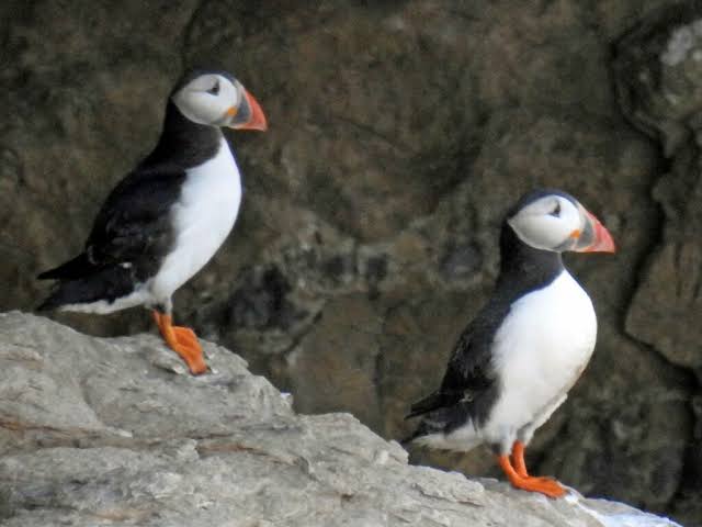 First confirmed sighting of baby puffin for 30 years at Dancing Ledge –  Swanage News