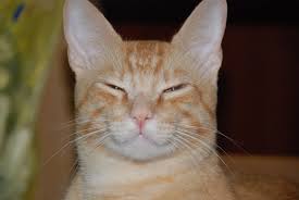 Lelo The Yellow Cat Mio Glauce Ruas Lagoas Grazi Ruas Yellow Cat Cats Cat S